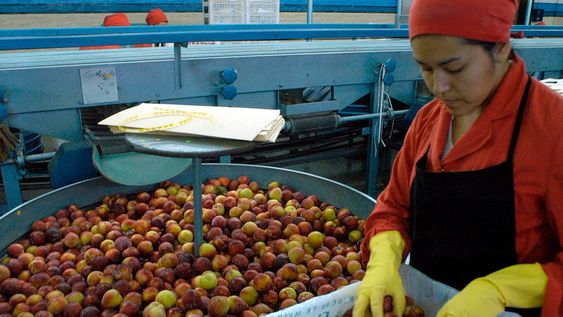 Cuál puede ser el comportamiento de las exportaciones agropecuarias de Mendoza en el segundo semestre. Foto: Los Andes
