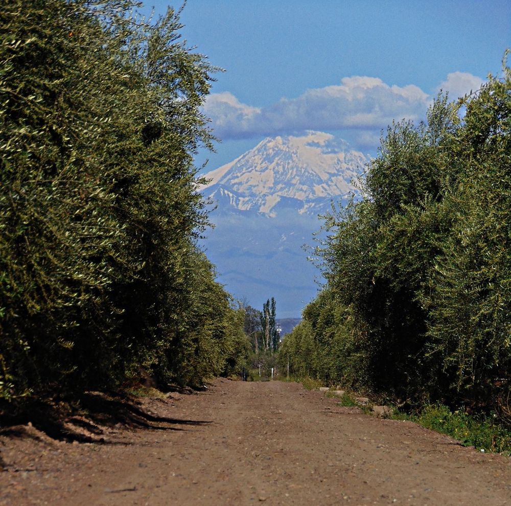 Mendoza busca retratar el alma del olivo con un concurso fotográfico abierto a toda la provincia. (Gentileza Gobierno de Mendoza)