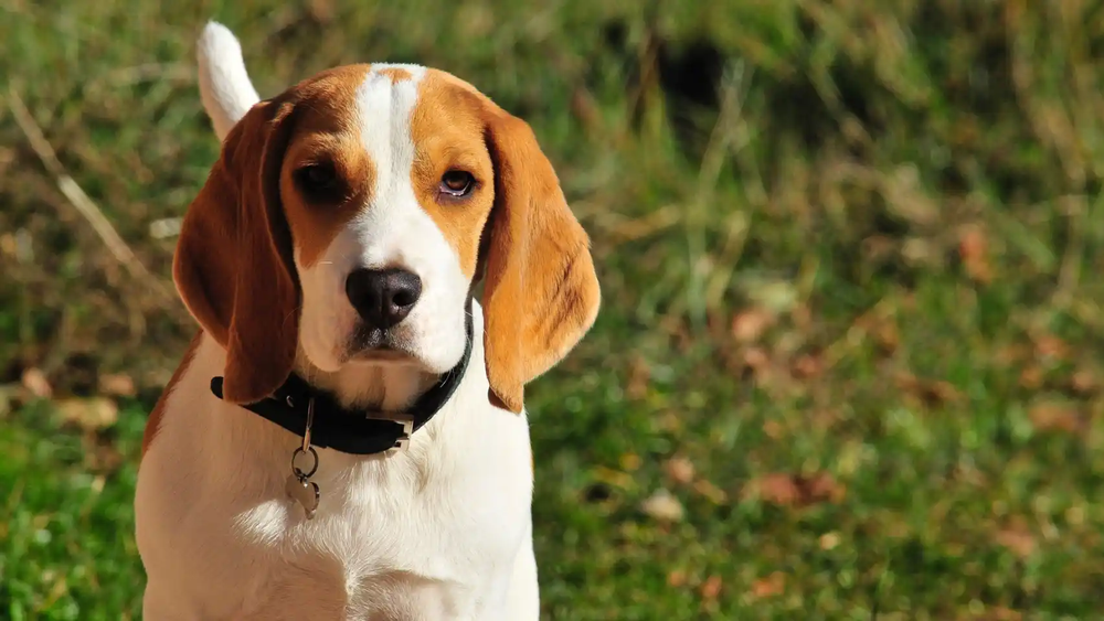 Cu&aacute;les son las 3 razas de perros m&aacute;s amigables con los ni&ntilde;os.