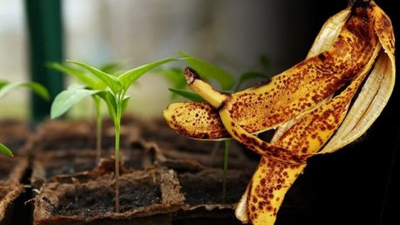El truco con cáscara de banana para que tus plantas florezcan el doble: fácil, casero y sin gastar un peso