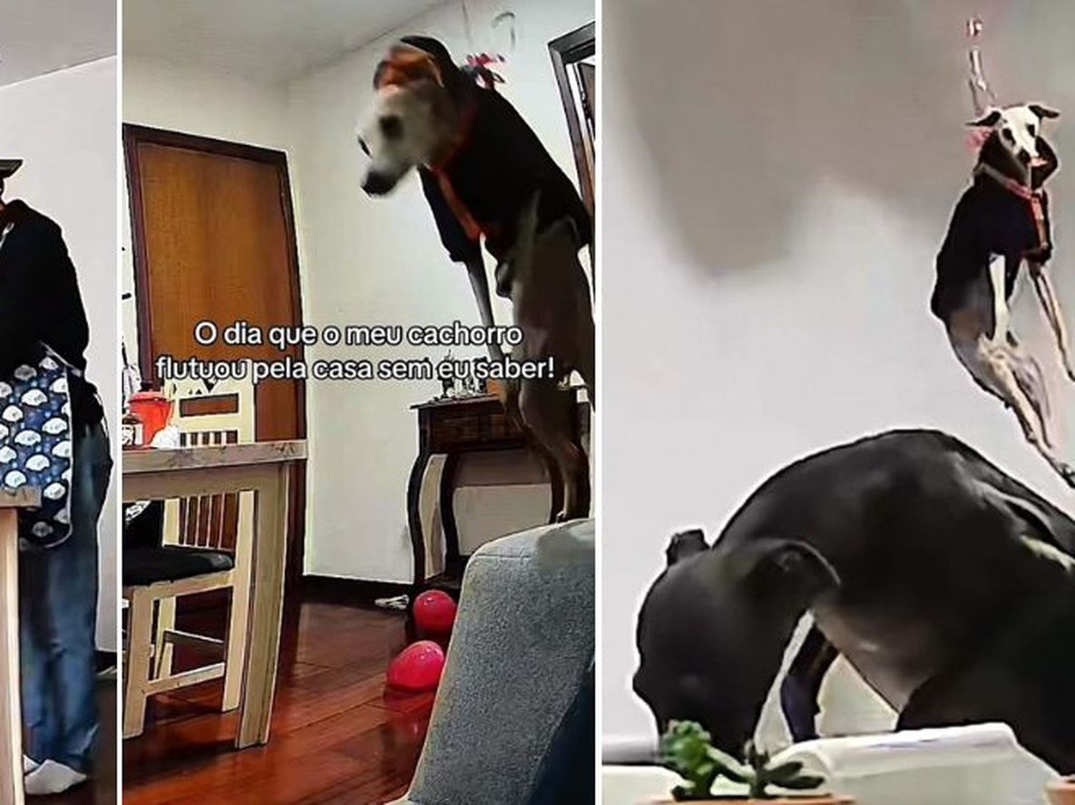 Un globo de helio, un galgo y un pequeño descuido.&nbsp;