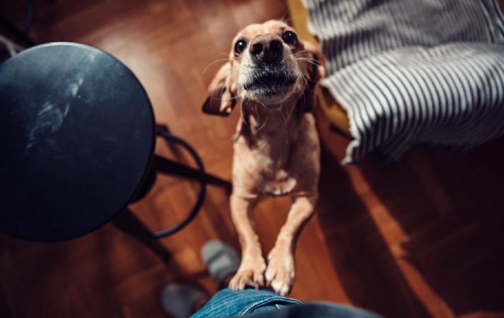 Seguí estos pasos sencillos para controlar la hiperactividad de tu perro.
