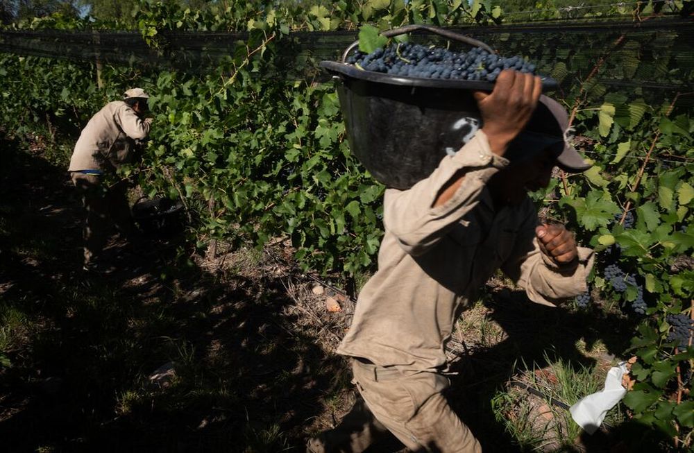 Los gobiernos nacional y provincial plantean herramientas para mejorar la cantidad de personas en la cosecha. Foto: Ignacio Blanco / Los Andes