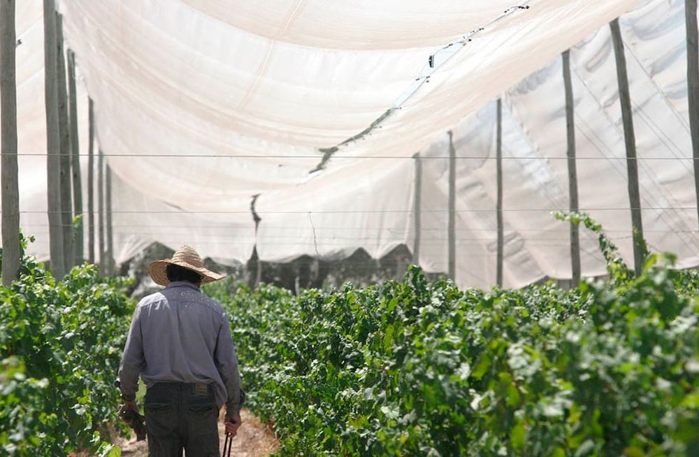 El Fondo para la Transformación y el Crecimiento (FTyC) ofrece cinco líneas para la agroindustria, destinadas a la compra de malla antigranizo, proyectos de mejora de la eficiencia hídrica o capital de trabajo. / Foto: Pablo Lopez / Los Andes