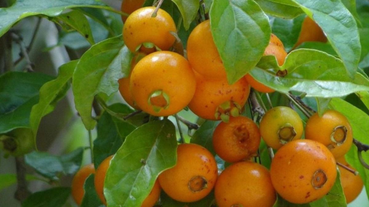 Una fruta ancestral ha vuelto al mercado: puede cultivarse en cualquier jardín y está repleta de nutrientes