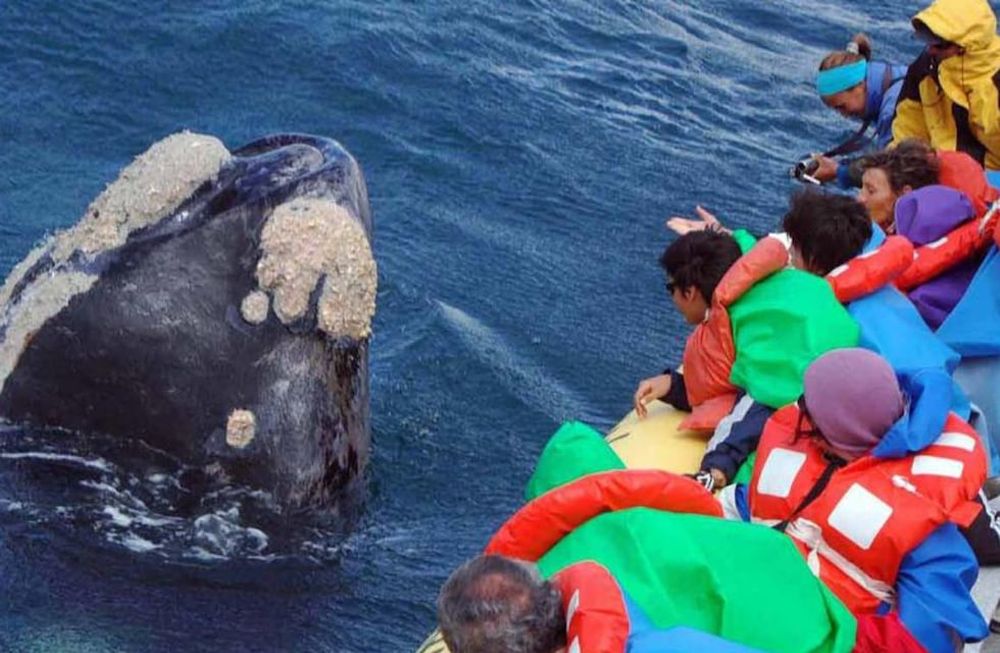 En este marco, el Ministerio de Turismo comenzó con el dictado del curso de Formación para Guías Especializados en la Conducción y Transporte de Personas para el Avistaje de Ballenas y Fauna Marina. Foto: Maxi Jonas