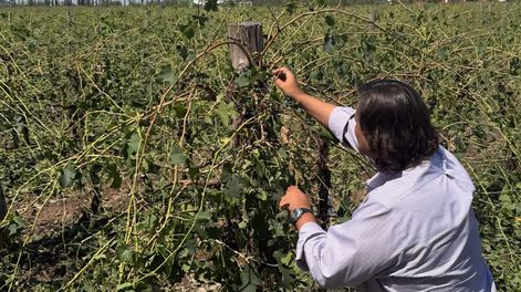 Emergencia y desastre agropecuario en Mendoza: Nación oficializó ayudas para productores afectados por heladas y granizo.