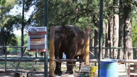 La elefante Sharima