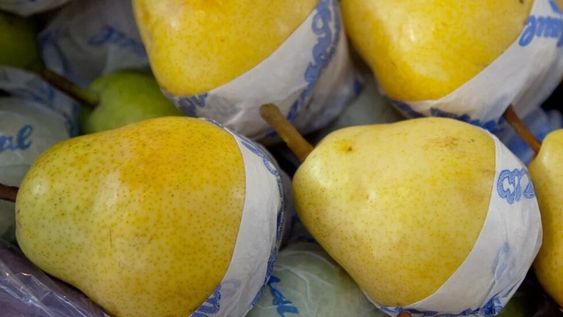 Aumentaron las ventas de peras y manzanas a Rusia