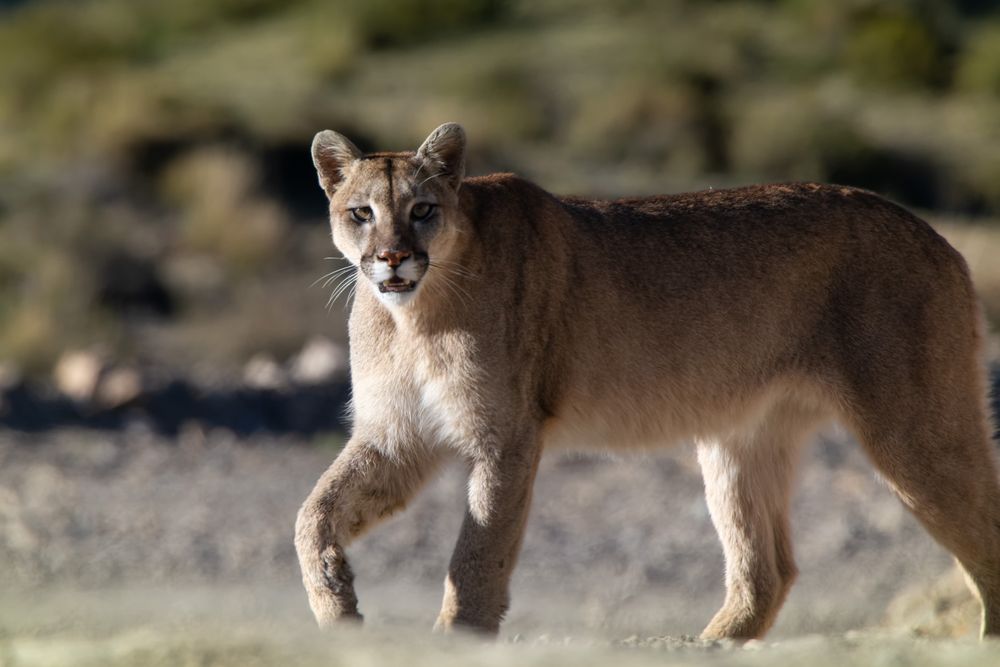 Pumas and Condores in the Andes mountain range