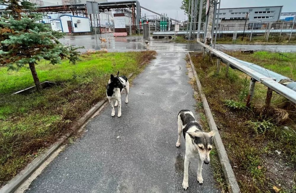 Los investigadores realizaron un estudio a más de 300 perros callejeros que viven en los alrededores de aquella ciudad. Gentileza: El País.