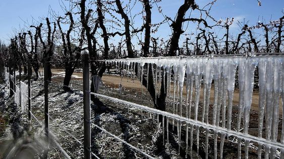 Durante los próximos días se esperan heladas para las primeras horas de la mañana en los oasis mendocinos. Foto: Claudio Gutierrez  Los Andes