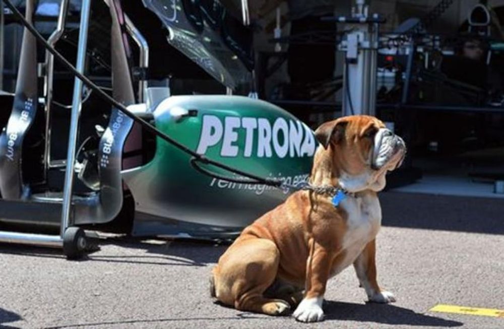 El perro de Hamilton podría ganar más que un piloto de F1