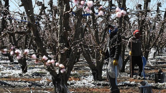 Especialistas y productores coinciden en que la falta de lluvias y los pronósticos de una primavera seca, pueden intensificar los daños en los cultivos mendocinos.