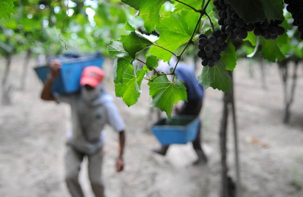 Las ventas de vinos al mercado interno aumentaron 26,6% en marzo, alcanzando así el nivel de consumo más alto para ese mes en los últimos cinco años. / Foto: Andres Larrovere