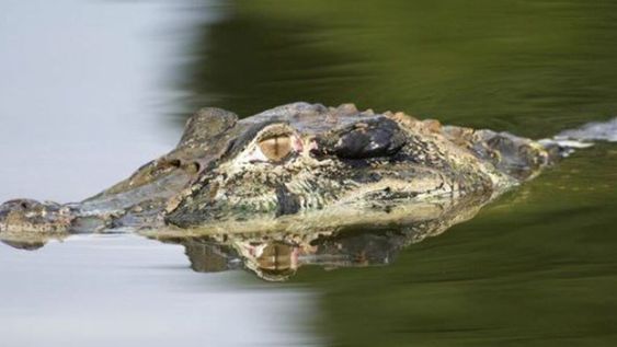 Horror: lanzaron a un niño de 3 años a un estanque de cocodrilos.