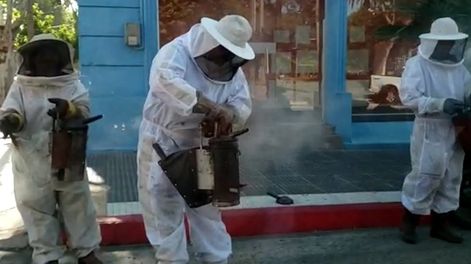 Dos hombres llegaron hasta el domicilio con trajes de apicultores y cajas con abejas, las cuales arrojaron contra los agentes para impedir el operativo. Imagen ilustrativa / archivo