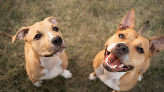 5 razas de perros más enérgicas: compañeras incansables que necesitan acción diaria.