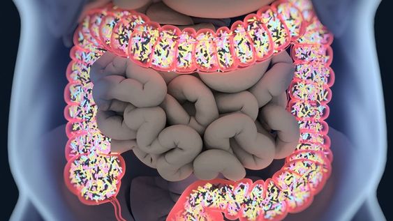 una medica cita las 4 bebidas alcoholicas que mas afectan la microbiota intestinal