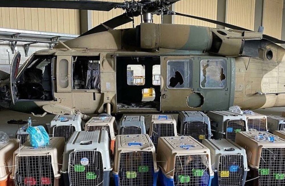Perros abandonados en el aeropuerto de Kabul (@perezreverte).