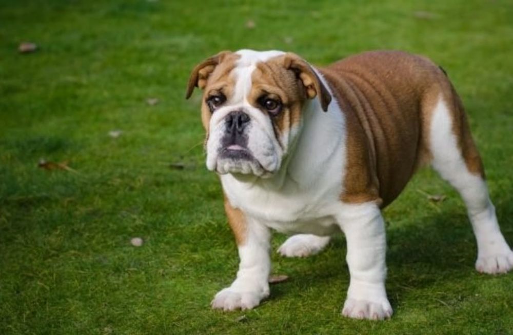 Bulldog inglés.