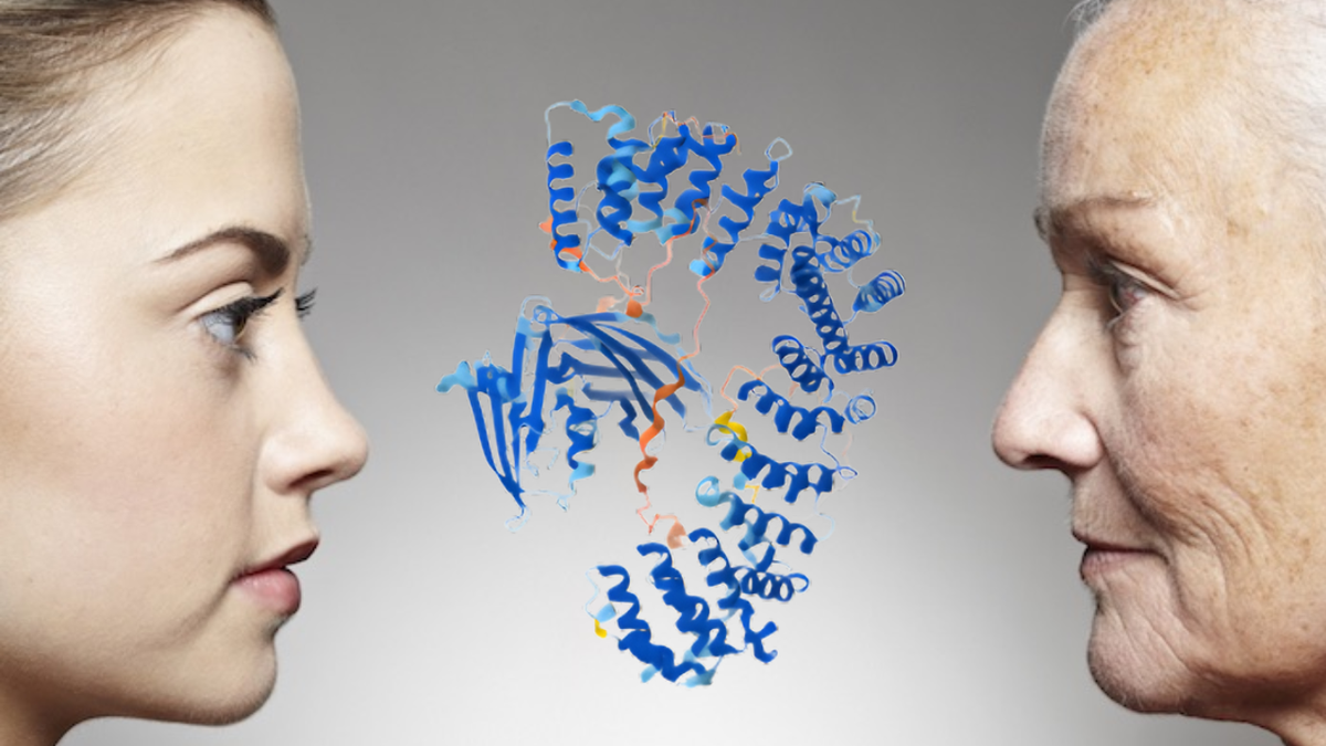 Descubrimiento en Osaka: logran revertir el envejecimiento celular al desactivar una proteína clave