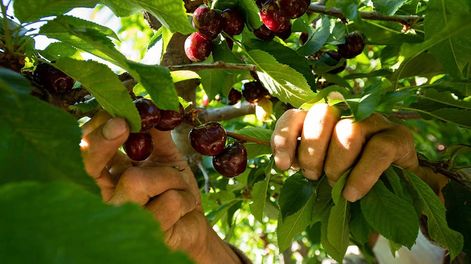 La cereza mendocinas podría verse afectada si no se desarrollan y cumplen protocolos fitosanitarios para impedir que se contaminen con virus provenientes de la producción chilena. Foto: Ignacio Blanco / Los Andes