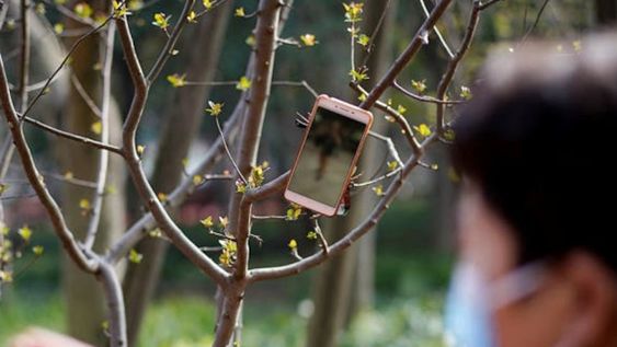Los celulares colgados de los árboles.