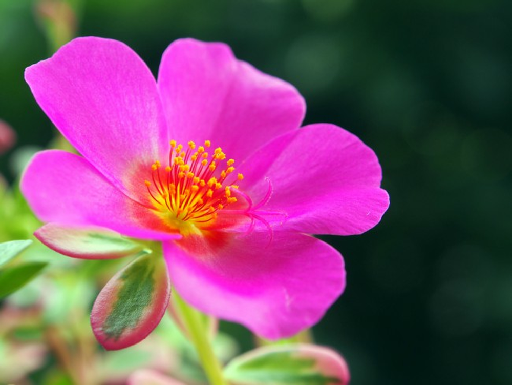 En la jardiner&iacute;a, las plantas del jard&iacute;n como la Portulaca florecen siempre.