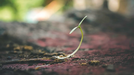 14 semillas que transformaran tu jardin este otono si las sembras ahora