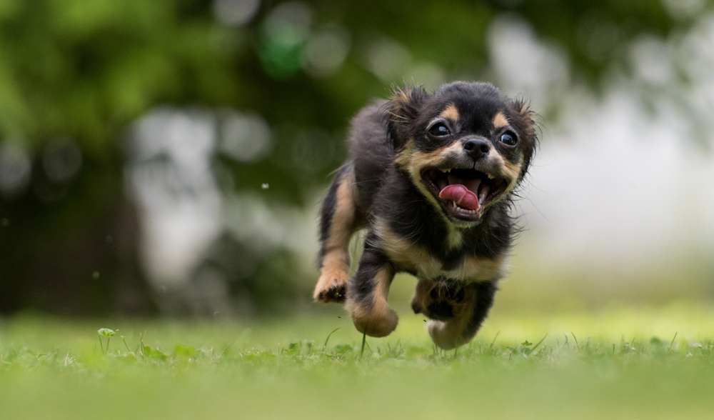 Las 8 razas de perros que pueden correr más rápido que un auto en ciudad.