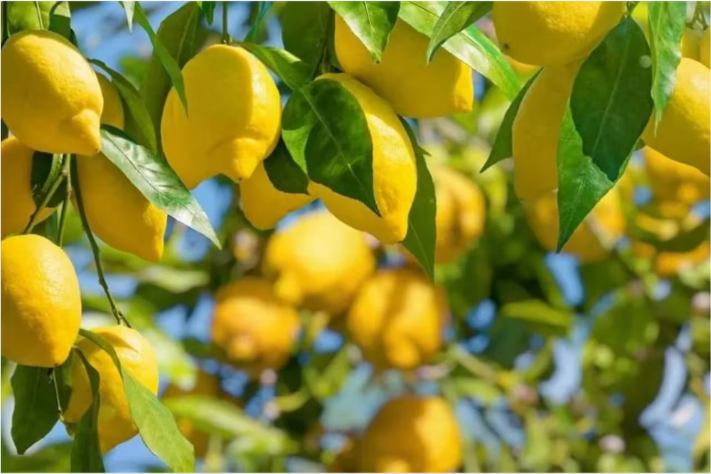 Jardín y jardinería cuidan plantas cítricas con riego correcto y consciente.
