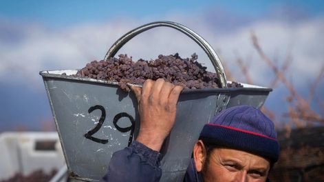 El Observatorio Vitivinícola Argentino llegó a la cima en un ranking mundial de páginas web en español dedicadas al vino