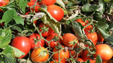 Los Andes | La región de Cuyo es la principal productora de tomate en el país. Foto Orlando Pelichotti / Los Andes