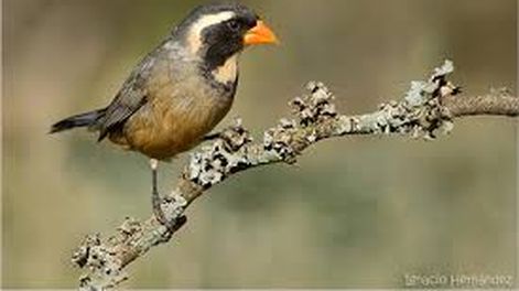 Tenencia ilegal de aves: uno de los casos más representativos en Mendoza es el del siete cuchillos o pica huesos, una especie fuertemente amenazada por la captura ilegal. &nbsp;