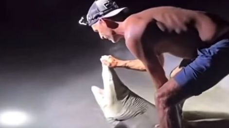 Intentó tomarse una selfie con un tiburón en Florida, pero acabó en un accidente que se volvió viral