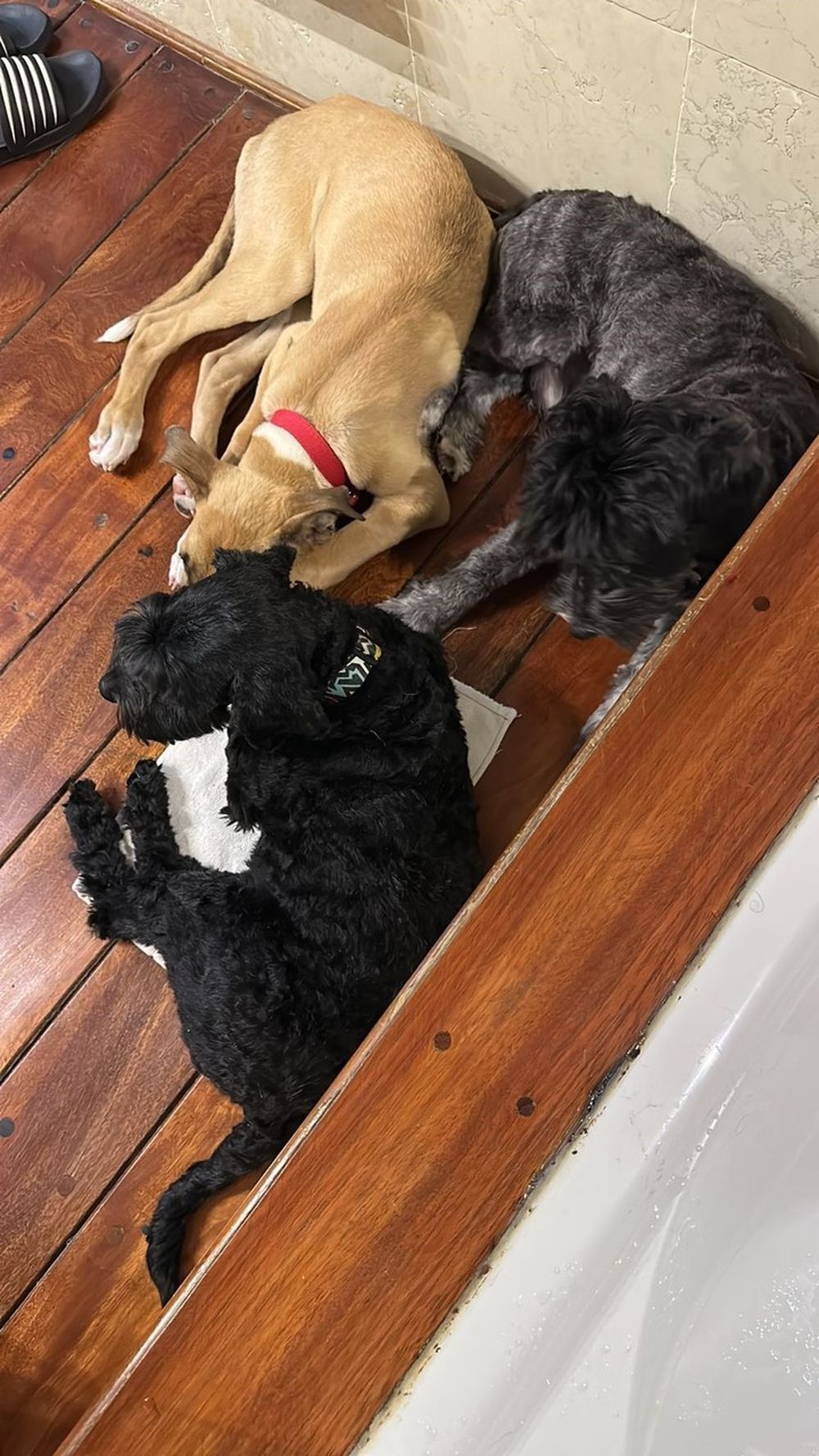 Tres de los cinco perros que oficiarán de testigos el próximo 13 de diciembre en San Rafael
