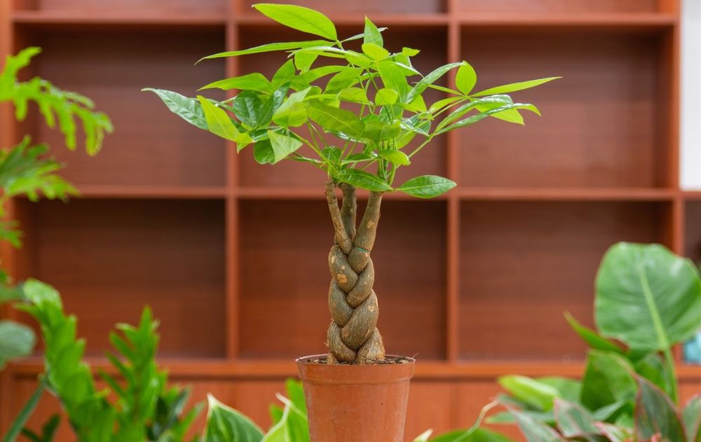 Cuidar correctamente esta planta no solo ayuda a realizar mejor la fotosíntesis, sino que contribuye a que el aspecto del ambiente siga siendo armónico y elegante.