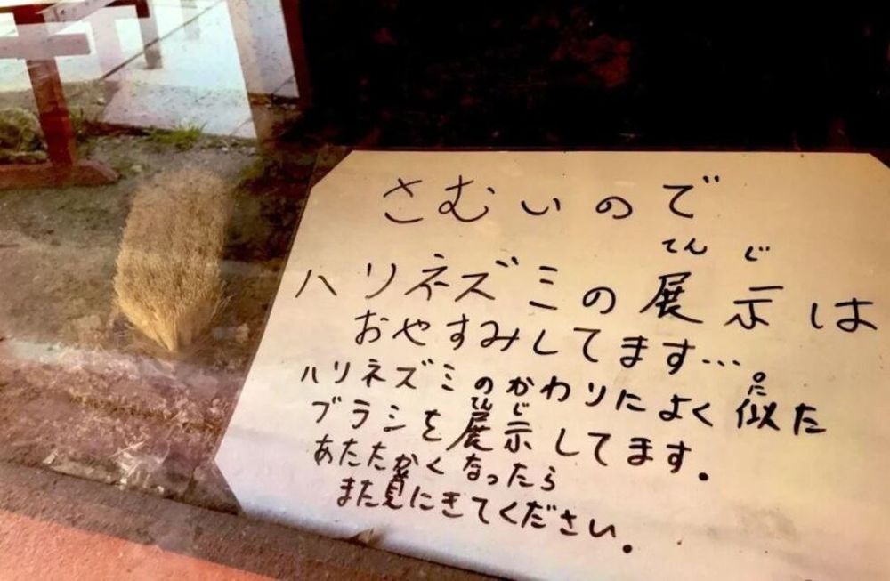Un zoológico japonés reemplazó a un erizo con un cepillo para cuidar al animal del frío. Foto: Twitter.