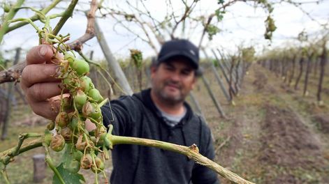 Los Andes | Denuncias. La Dirección de Agricultura y Contingencias Climáticas (DACC) contó más de 5.664, entre heladas y granizo, la mayoría de ellas efectuadas por los mismos propietariosFoto: Jose Gutierrez / Los Andes