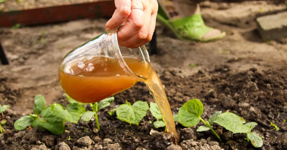 En jardín y jardinería, estas plantas aprovechan nutrientes que tiramos todos los días.
