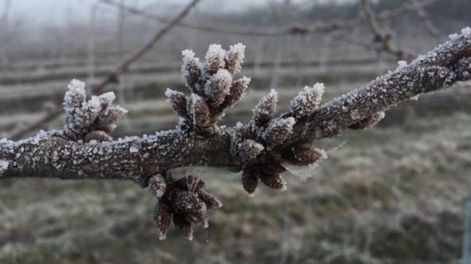 Los Andes | Hasta el 27 de enero se mantienen abiertas las inscripciones para el Repro dirigido a empleadores de Mendoza, La Rioja, Tucumán y Neuquén, afectados por la catástrofe metereológica.