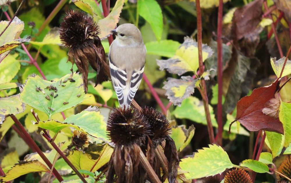 Mantener plantas secas en el jardín es una decisión simple que transforma la dinámica del entorno para los pájaros autóctonos.