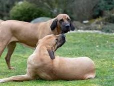 El perro que atacó al niño en San Martín no había recibido adiestramiento pese a las alertas en su comportamiento.