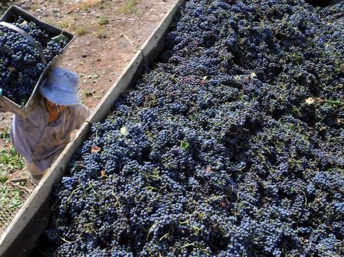 Cosecha de uva 2026: el INV confirmó una disminución del 8% en el país y del 12% en Mendoza