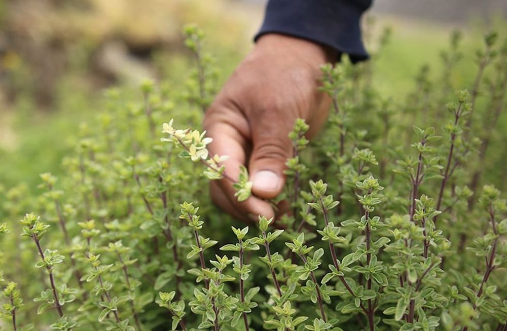Mendoza tiene la mayor superficie cultivada del país y el 90% se concentra en San Carlos.