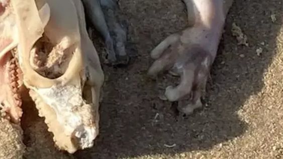 La extraña criatura encontrada en las costas de Australia tiene cabeza de reptil, patas de animal y un extraño cuerpo. Dicen que se asimila a un extraterrestre.