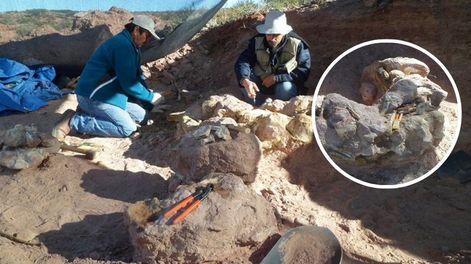 Investigadores argentinos del CONICET hallaron una nueva especie de dinosaurio de gran tamaño en Neuquén.&nbsp;