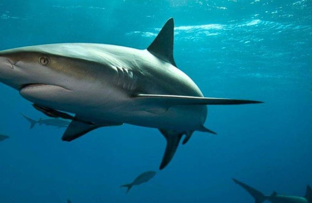 Increíble: un águila atrapa con sus garras un tiburón y se lo lleva volando