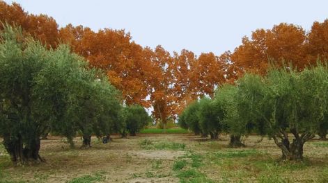 En la Estación Experimental Agropecuaria Junín del INTA se conserva la genética de la oleicultura en Mendoza.